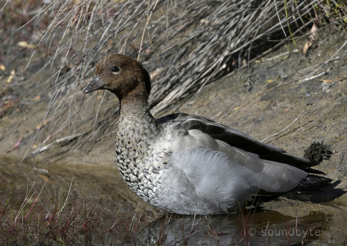 Australian_Wood_Duck_111220_BCG.jpg