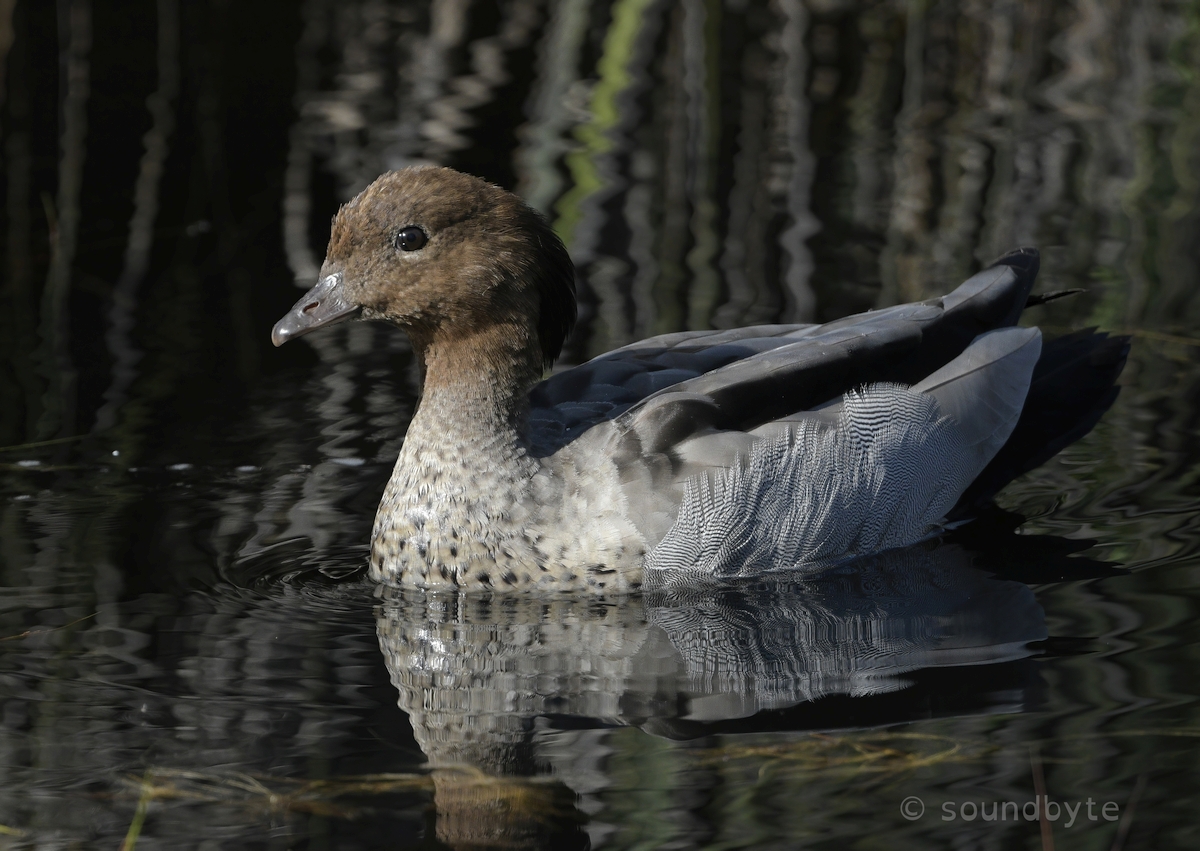 Australian_Wood_Duck_2_111220_BCG.jpg