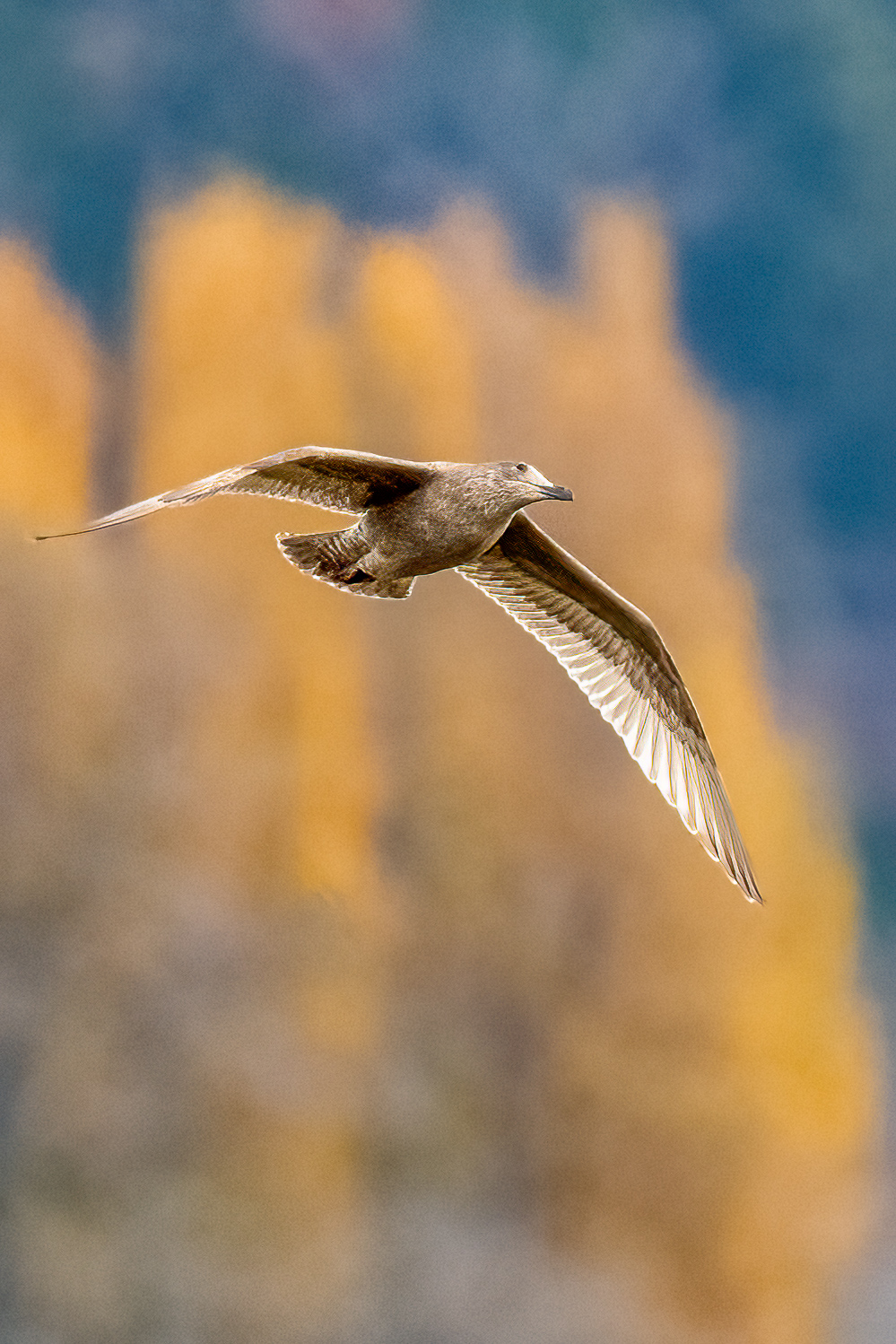 Autumnal Gull Belfair SP 11-5-2024.jpg