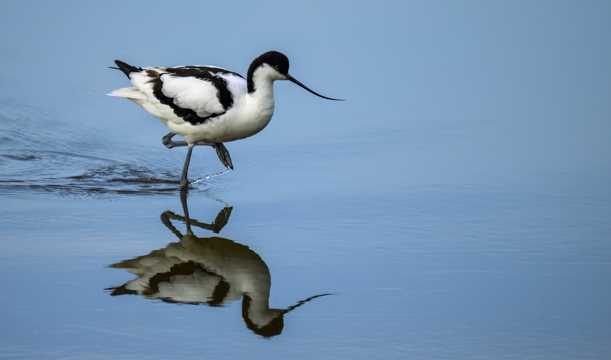 Avocet 18 July 24.jpg