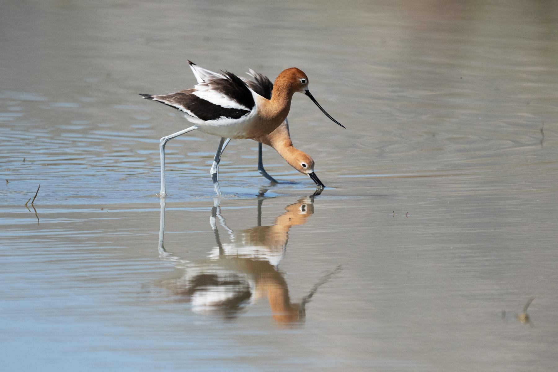 AVOCET REFLECTIONS _DSC2145.jpg