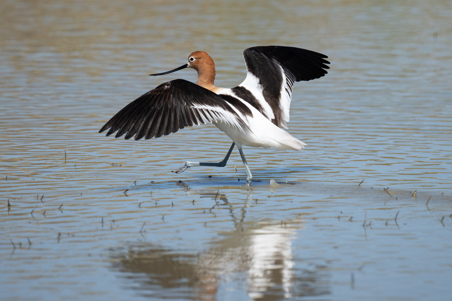 AVOCET WINGS IT  _DSC3056.jpg