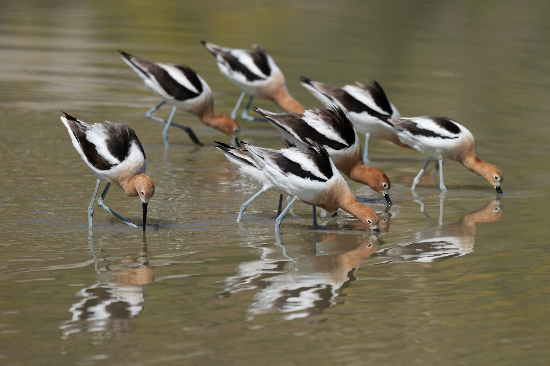 AVOCETS FEED.jpg