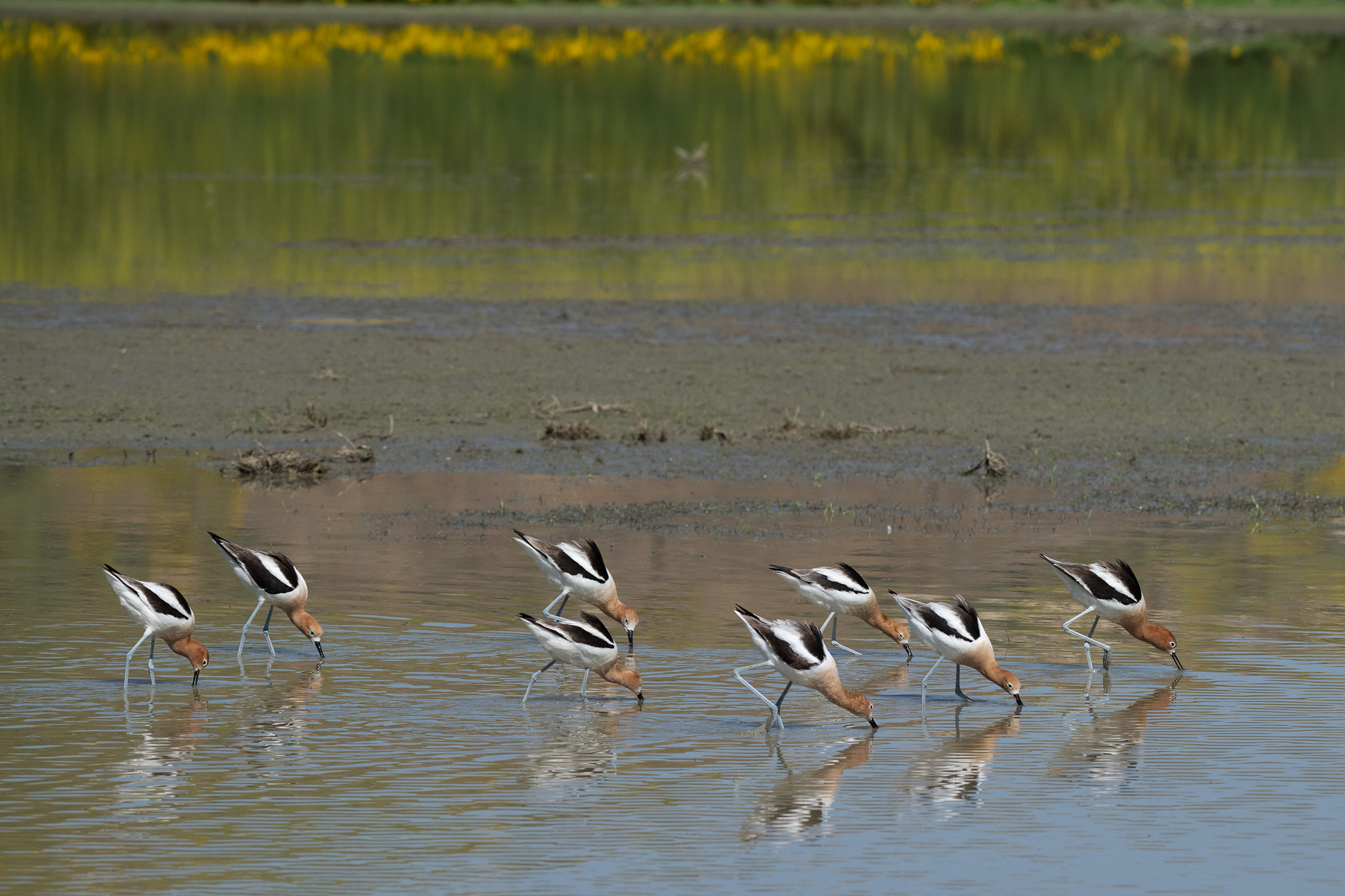 AVOCETS FEED YELLOW FLOWERS SJWA 05 07 2024 _DSC2519.jpg