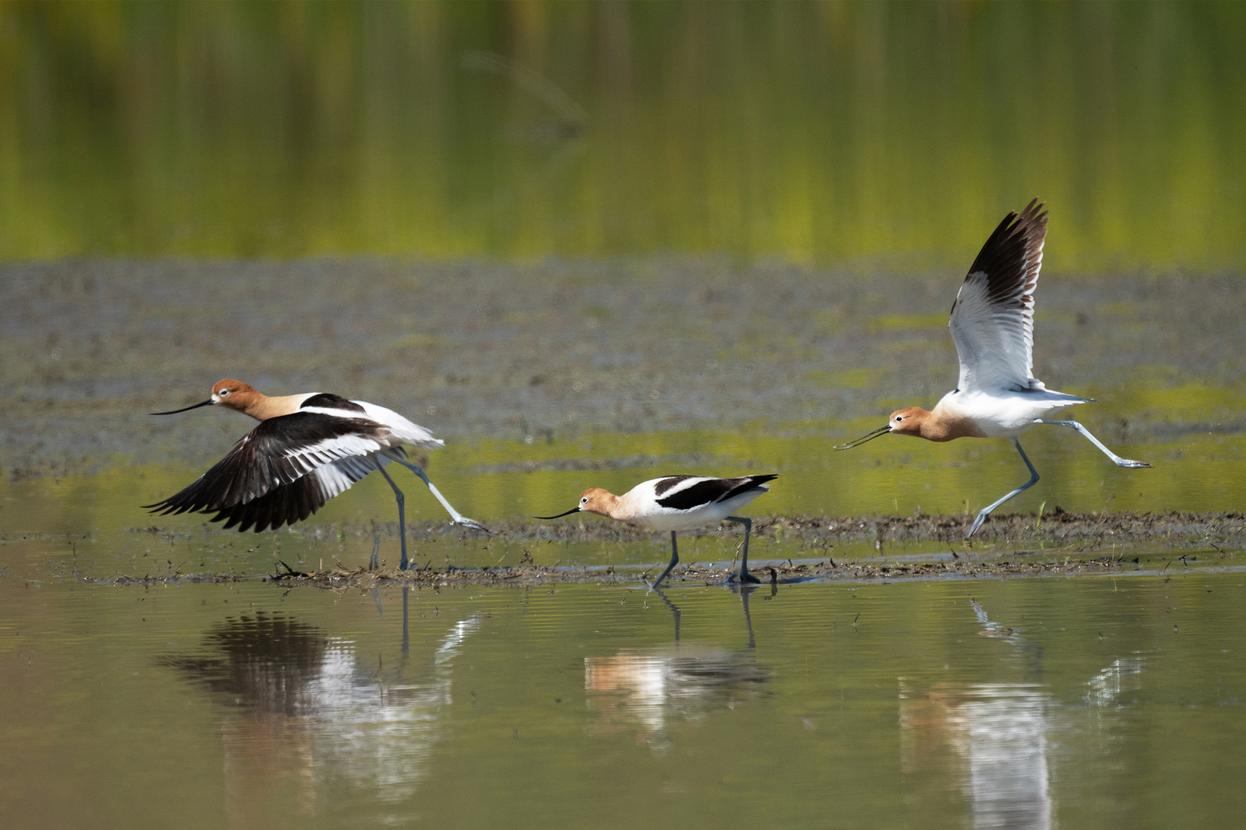 AVOCETS TAKE FLIGHT SJWA 05 07 2024 _DSC3089.jpg