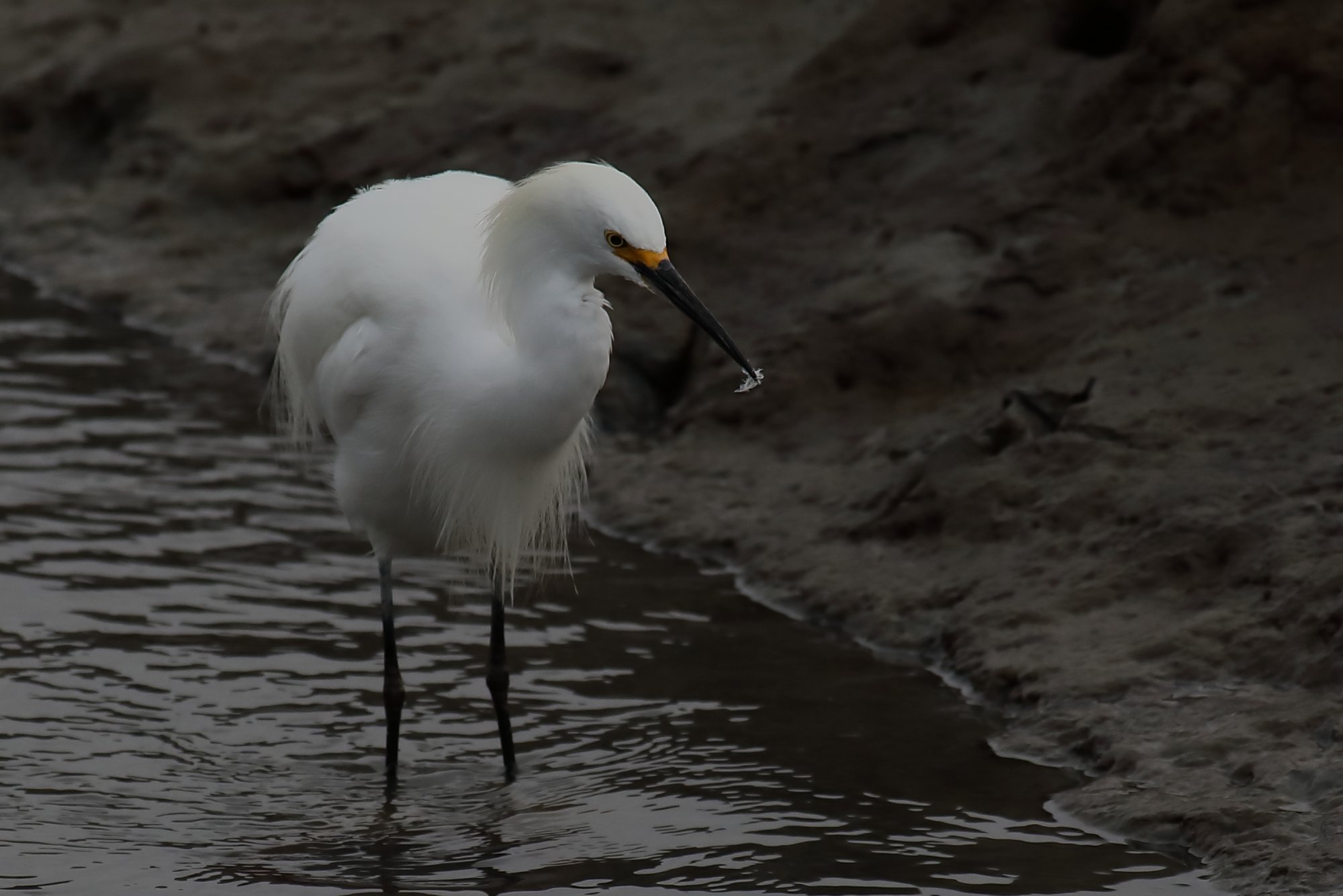 B45A1679 Snowy Egret.JPG