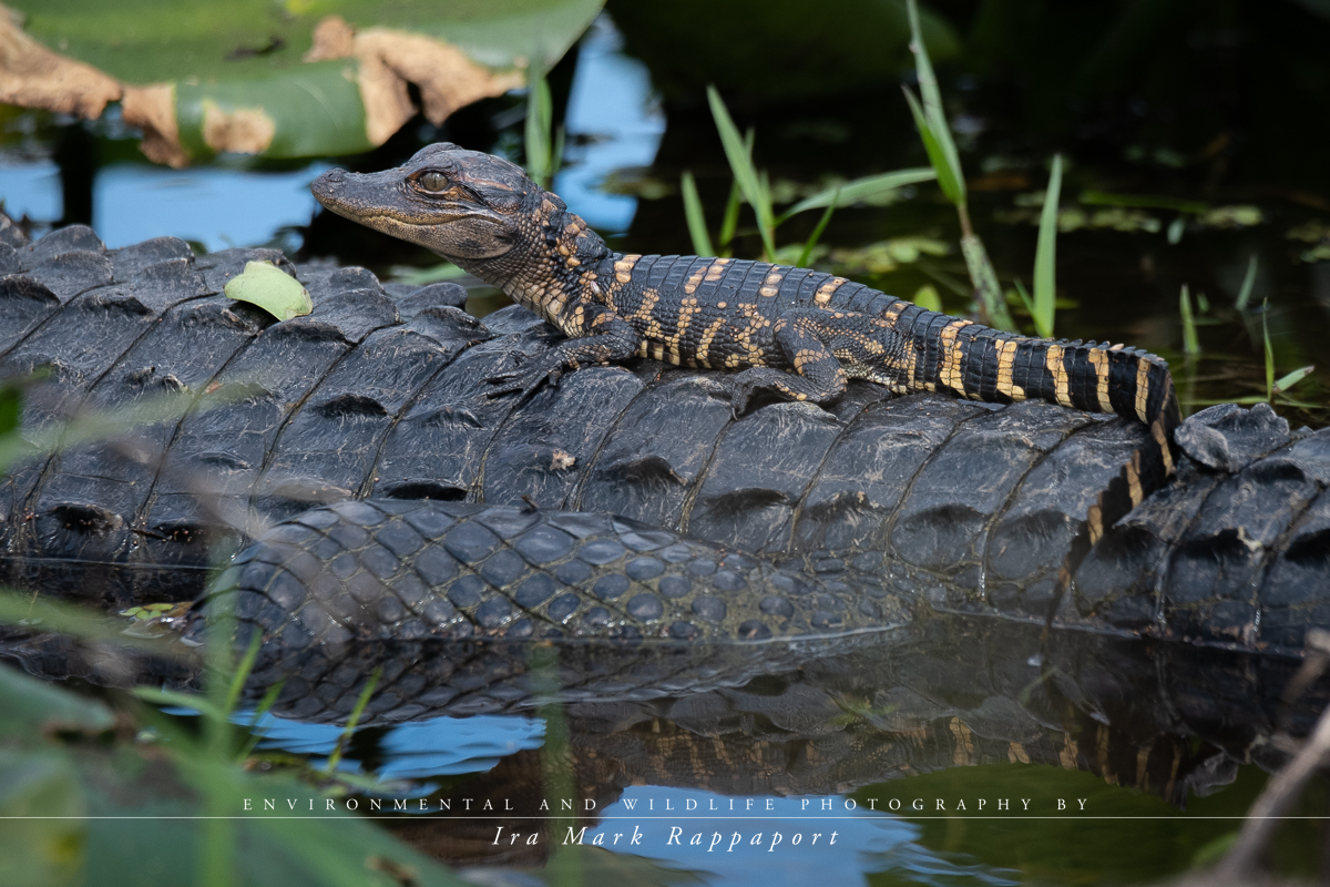 Baby Alligator.jpg