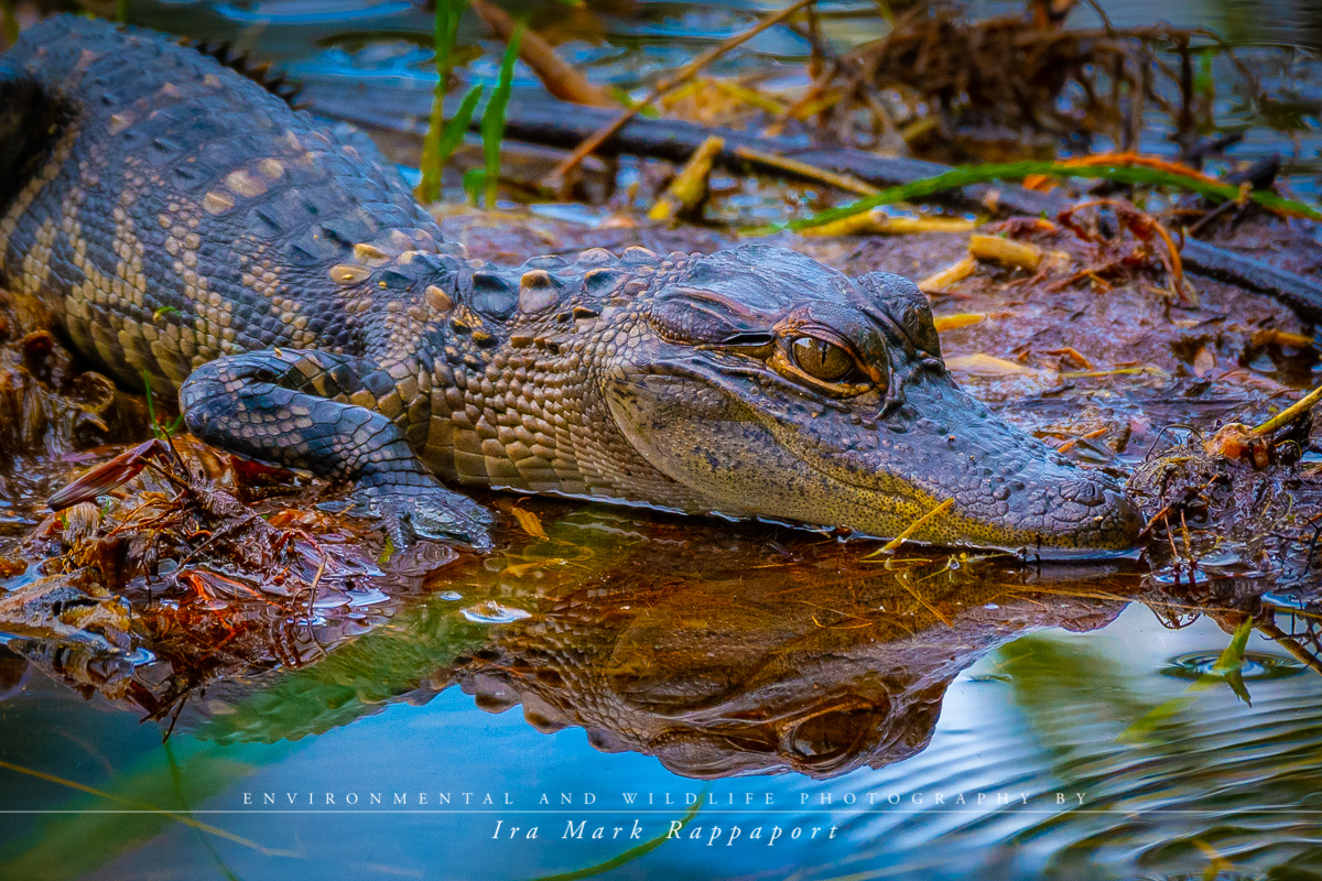 Baby Alligator with reflection.jpg