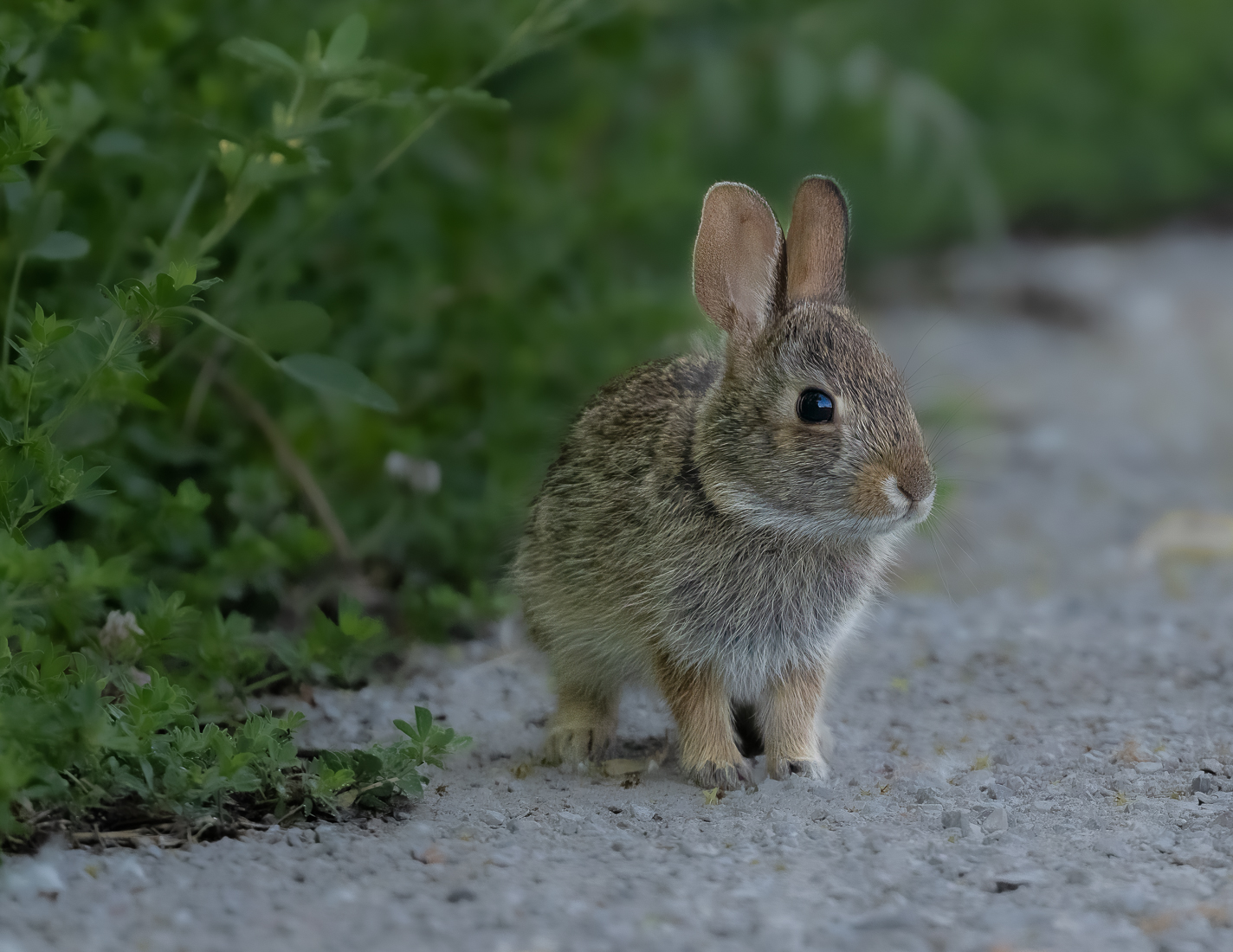 baby cottontail sized.jpg