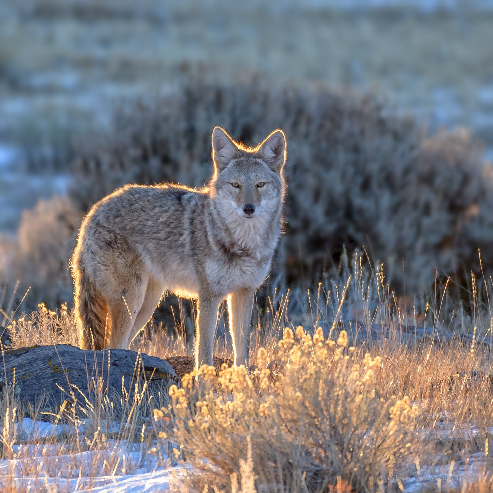 Backlit Coyote.jpg
