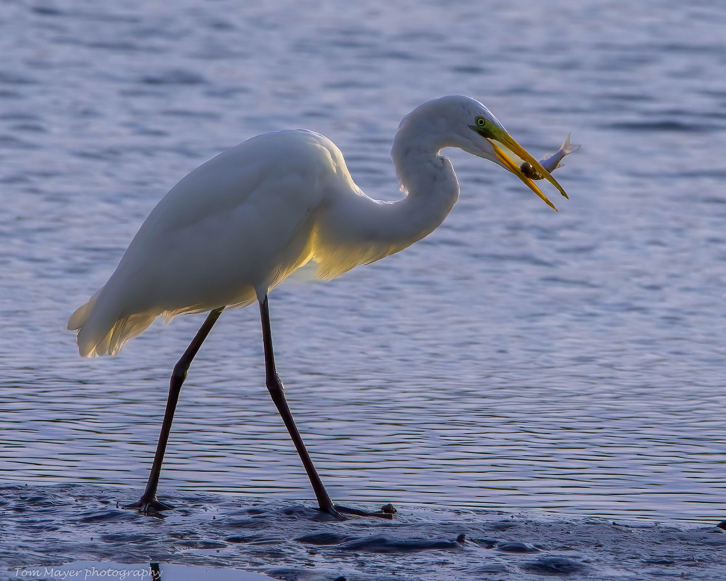 Backlit Egret Feeding (1 of 1).jpg