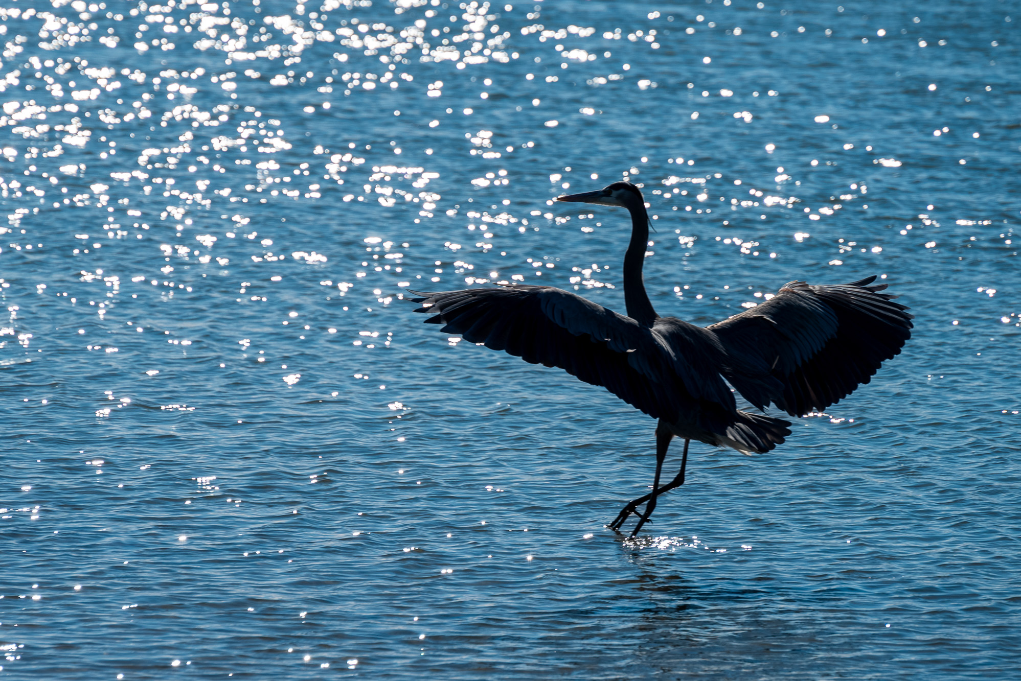 Backlit Great Blue Heron landing-1226-IMG_00001.jpg