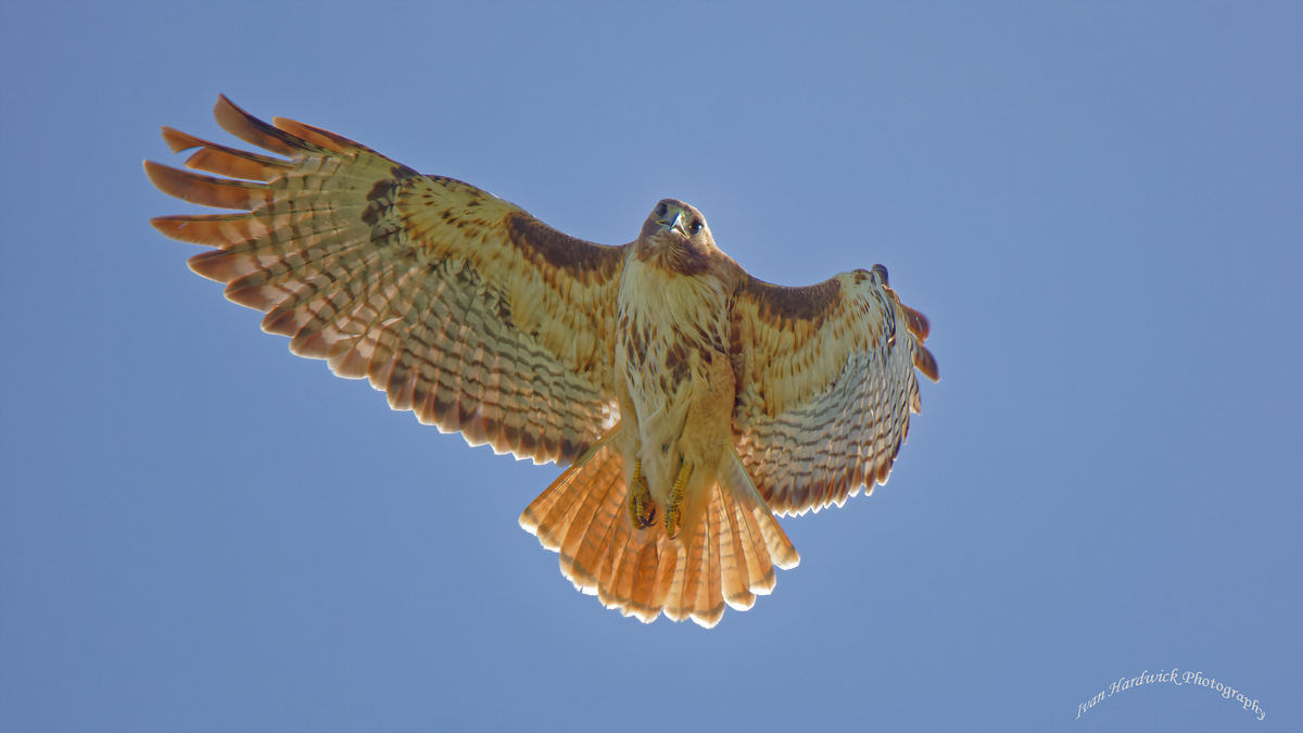 Backlit Redtail.jpg