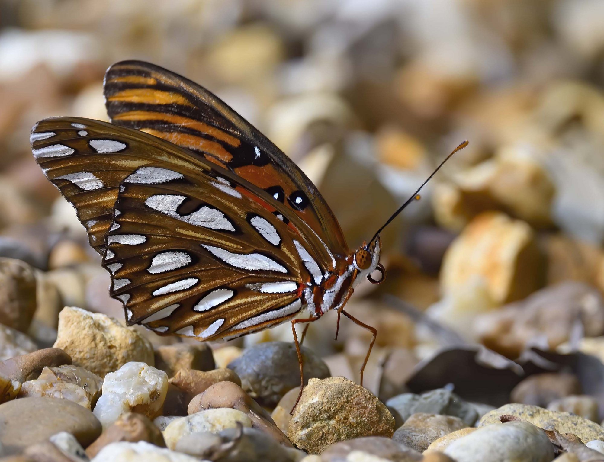 BACKYARD BUTTERFLY 1  copy.jpg