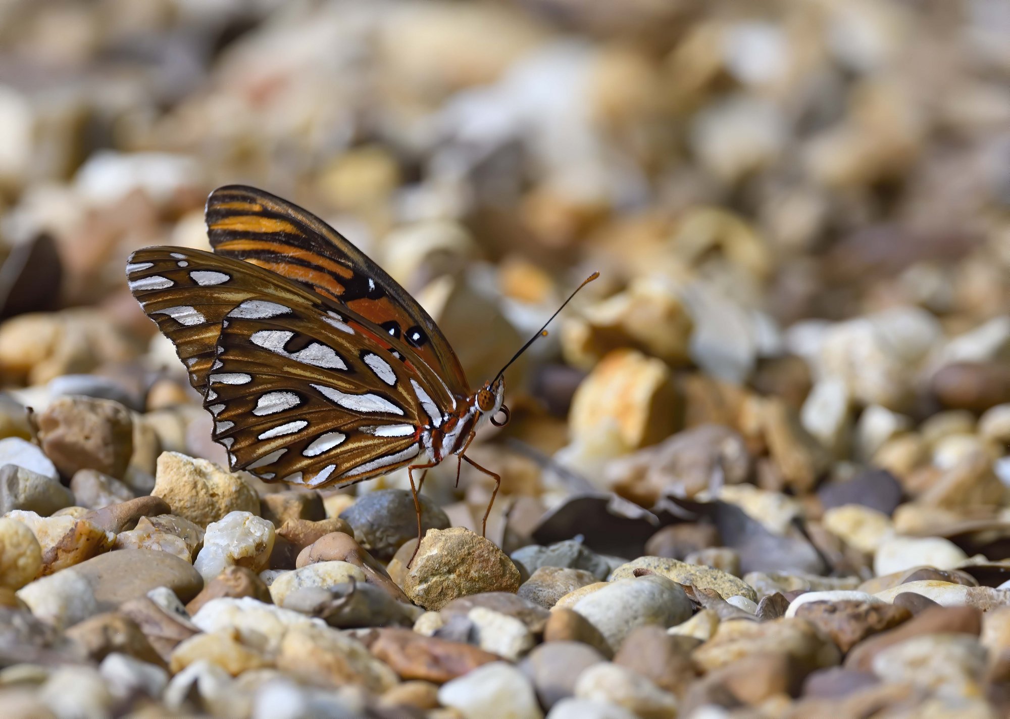 BACKYARD BUTTERFLY 1 .jpg