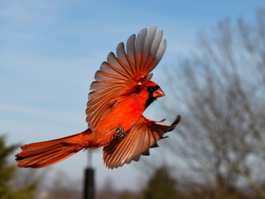 Backyard Cardinal.jpg
