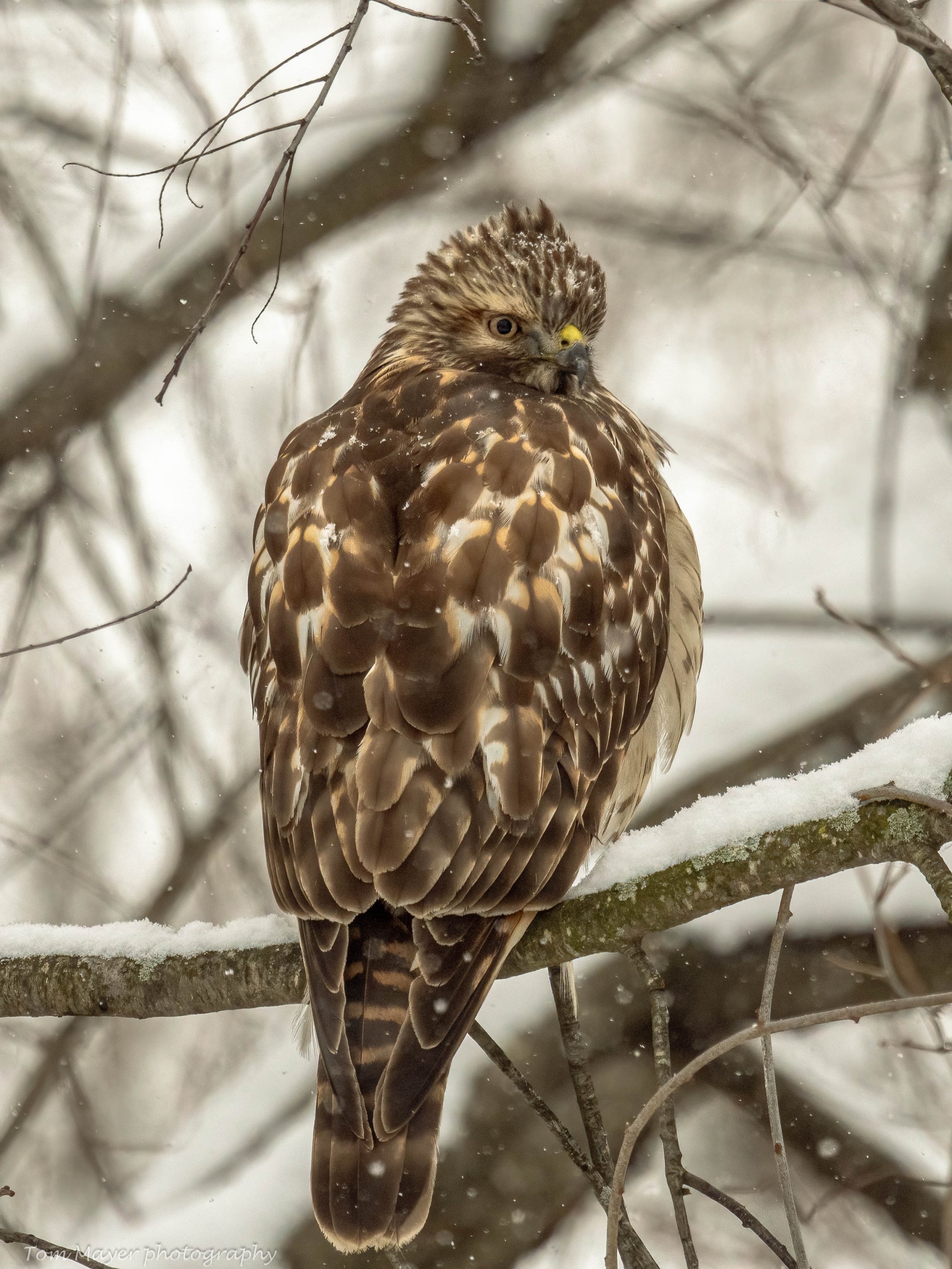 backyard hawk (1 of 1).jpg