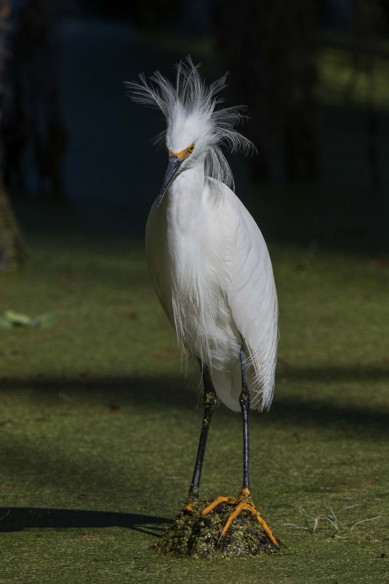 Bad Hair Day-1.jpg