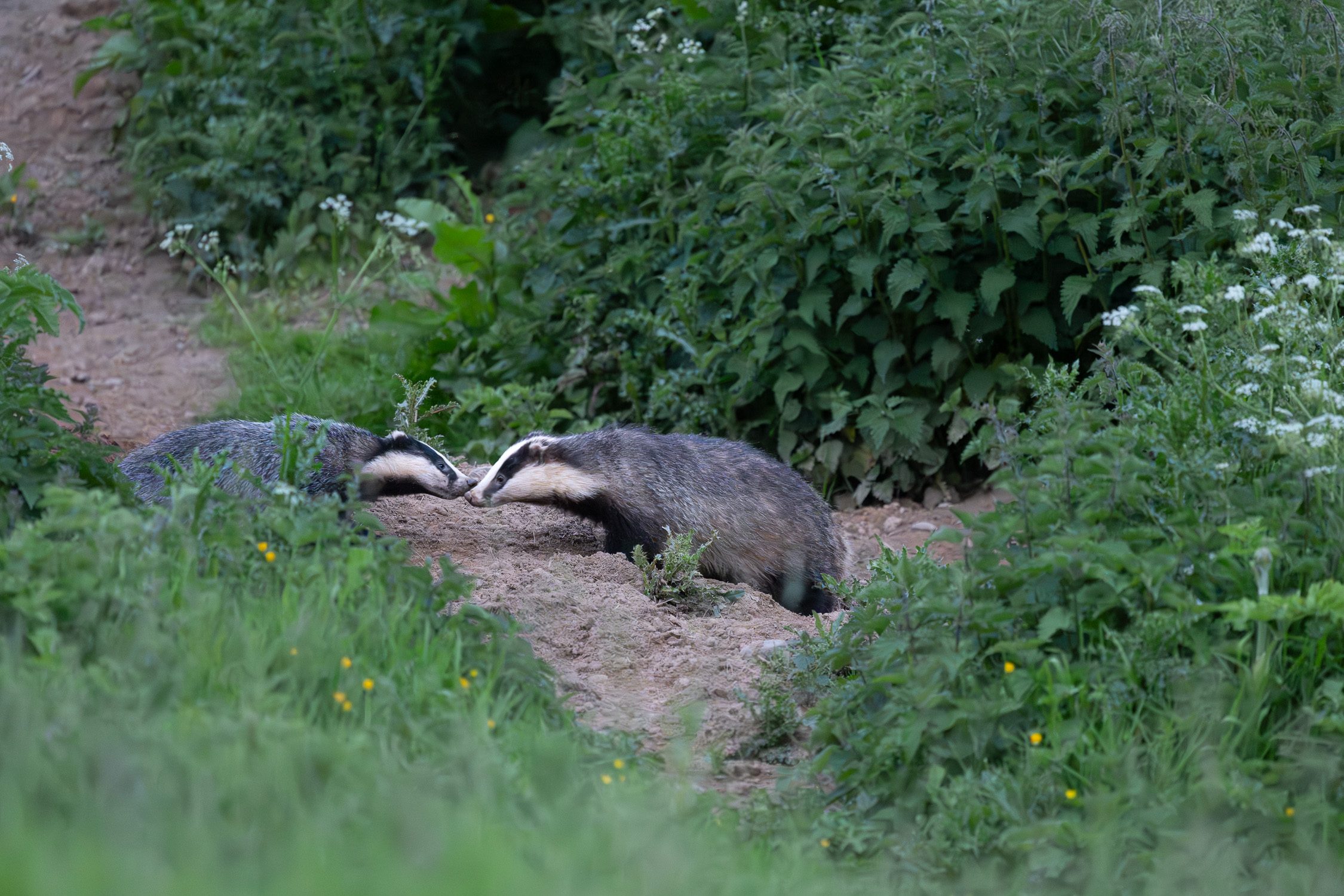 Badgers-0602-IMG_00004.jpg