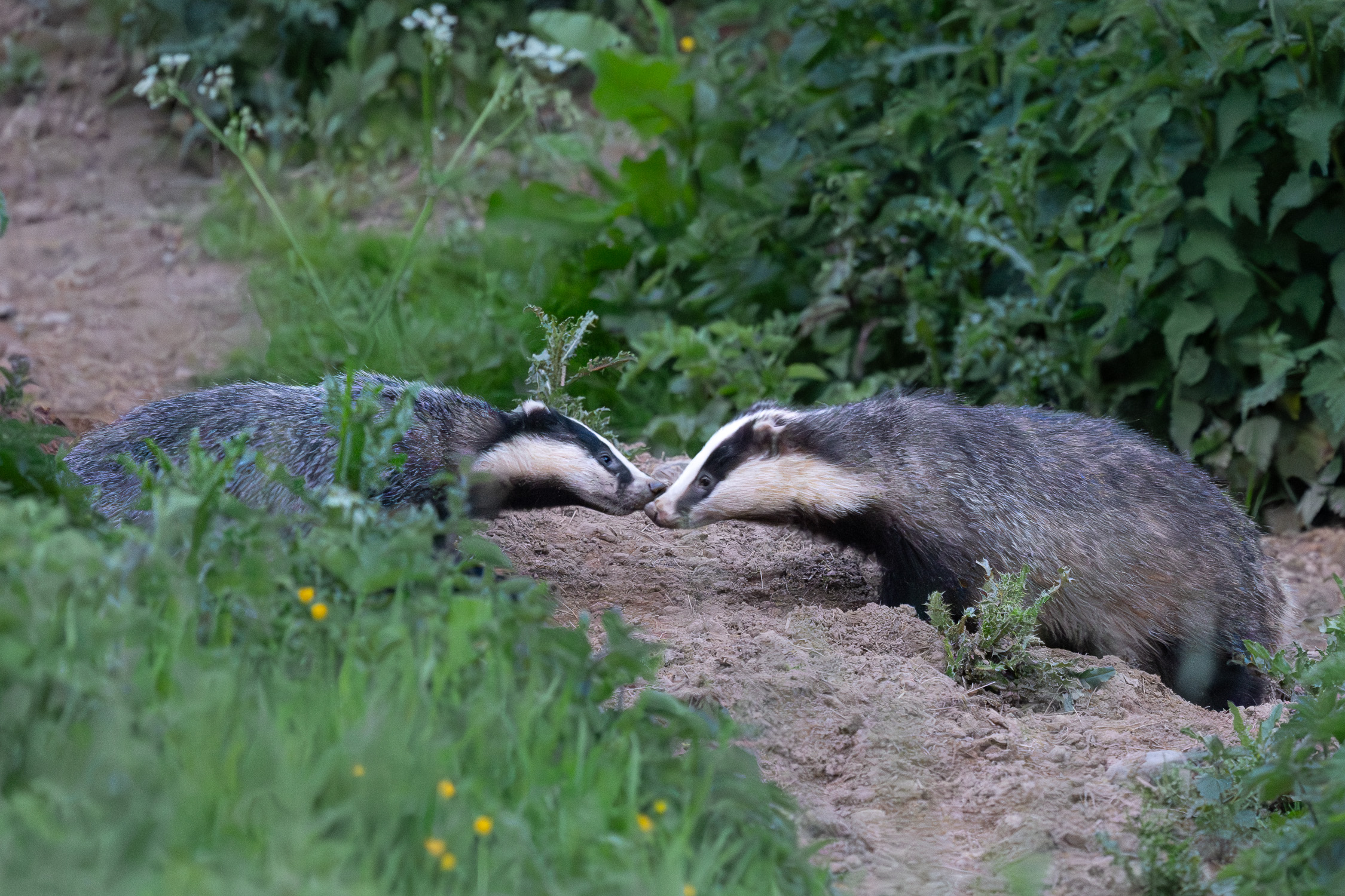 Badgers-0602-IMG_00005.jpg