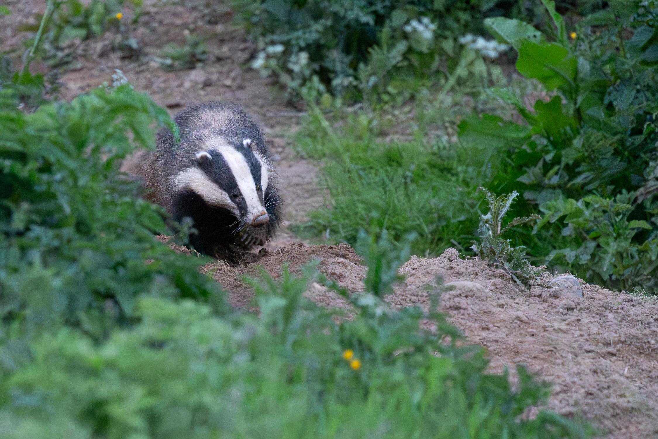 Badgers-0602-IMG_00007.jpg