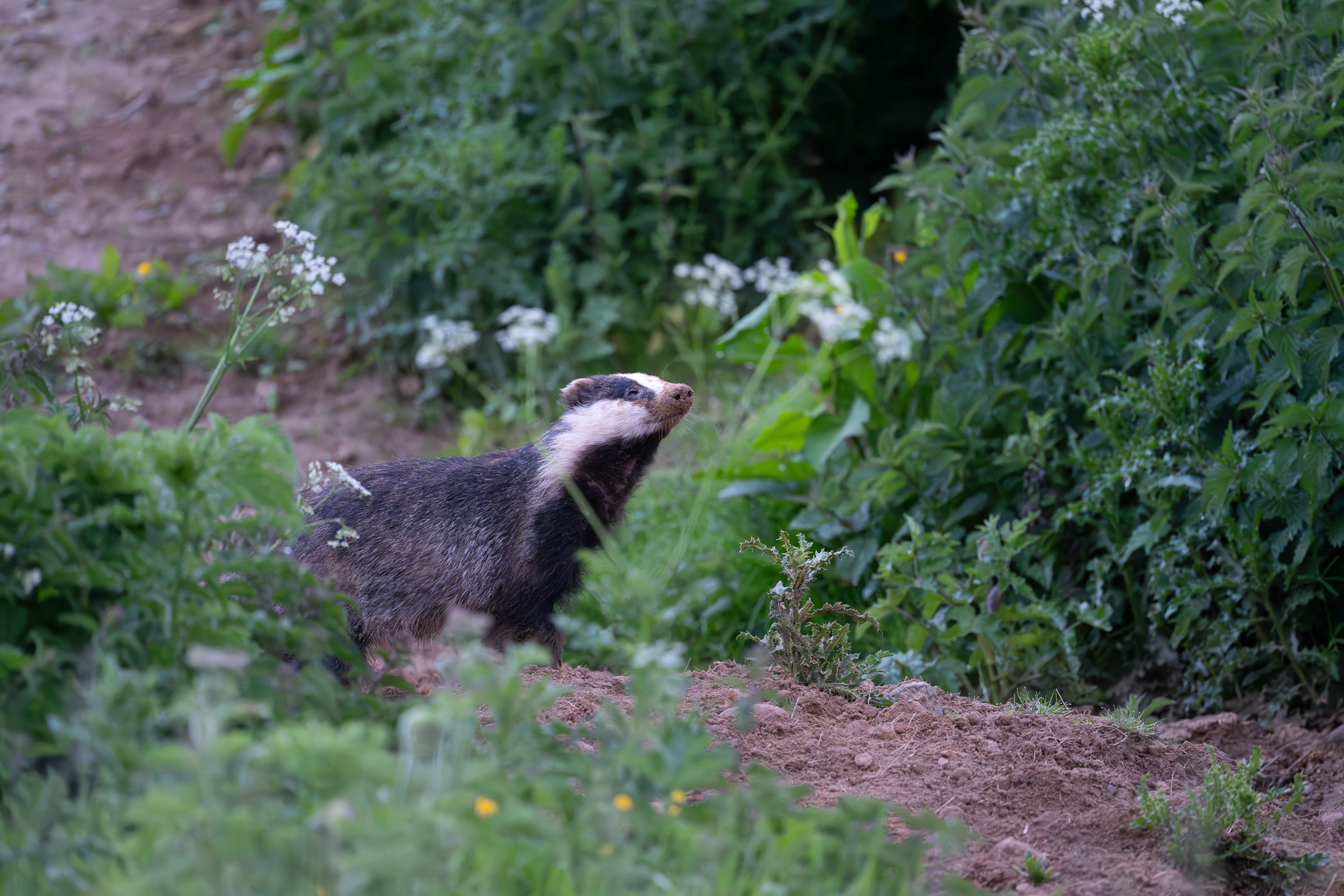 Badgers-0605-IMG_00002.jpg