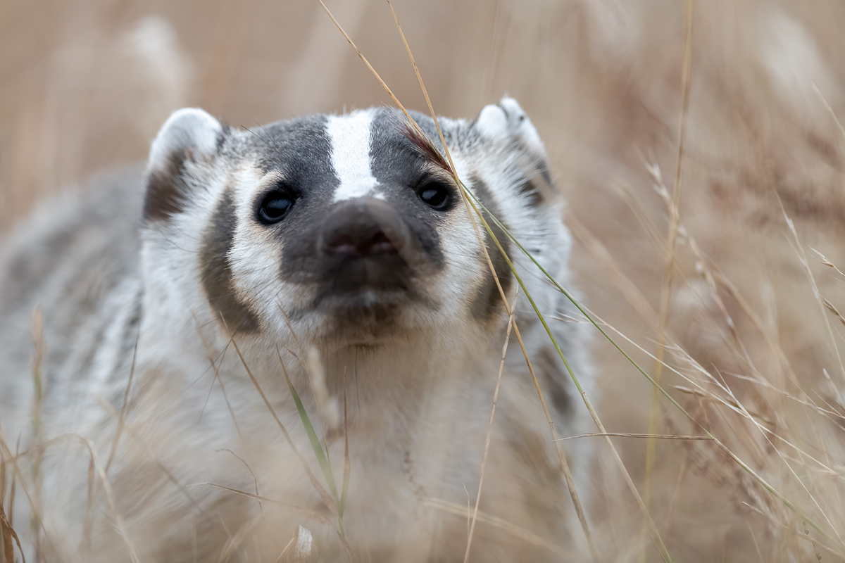 badgersniff.jpg