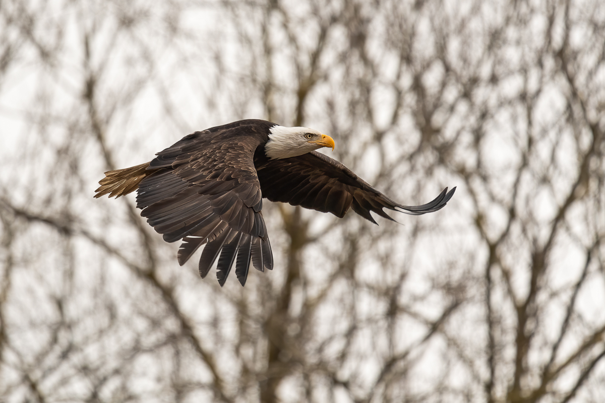 Bald Eagle-0227-IMG_00001.jpg