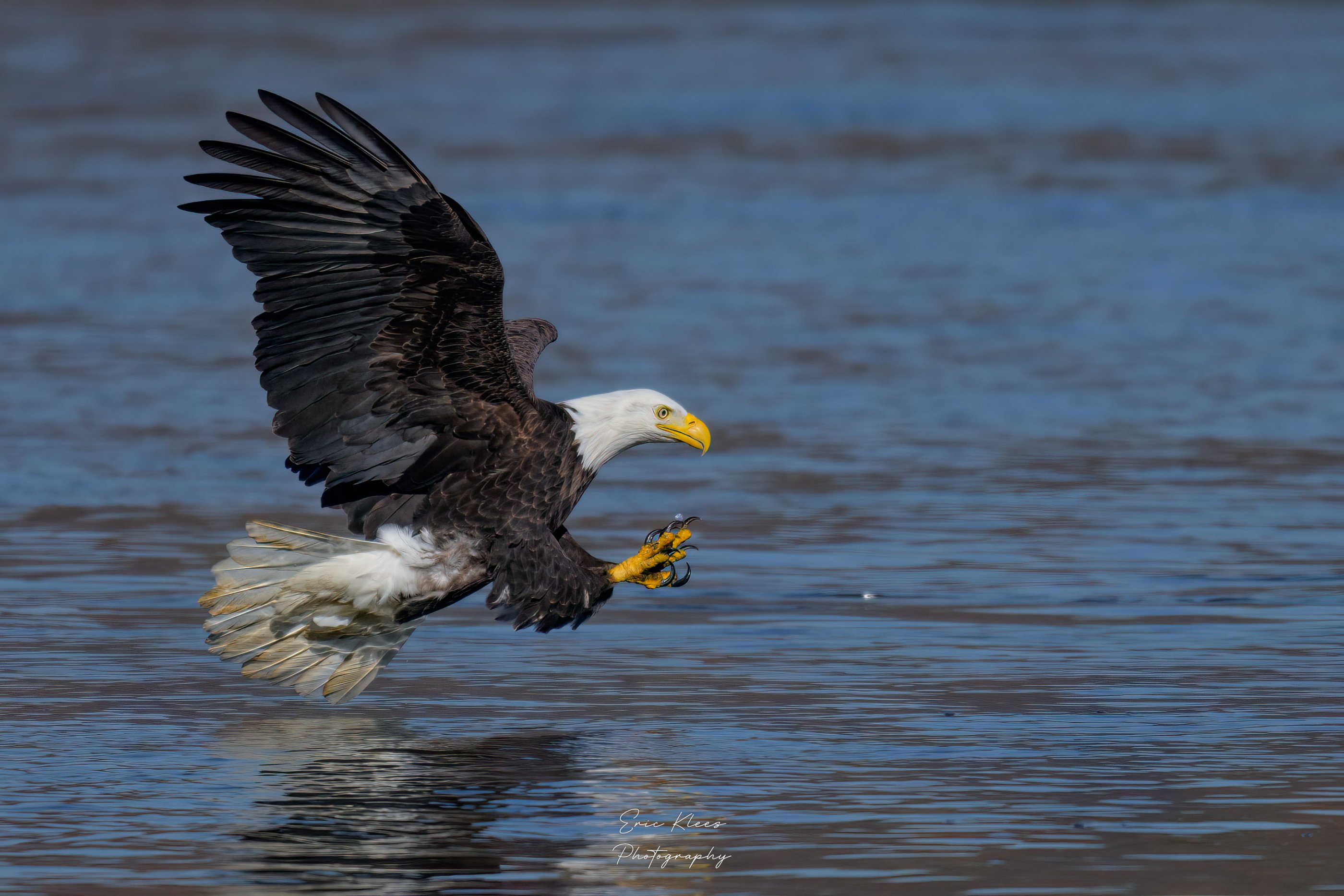 Bald Eagle 11-16-23 5a.jpg