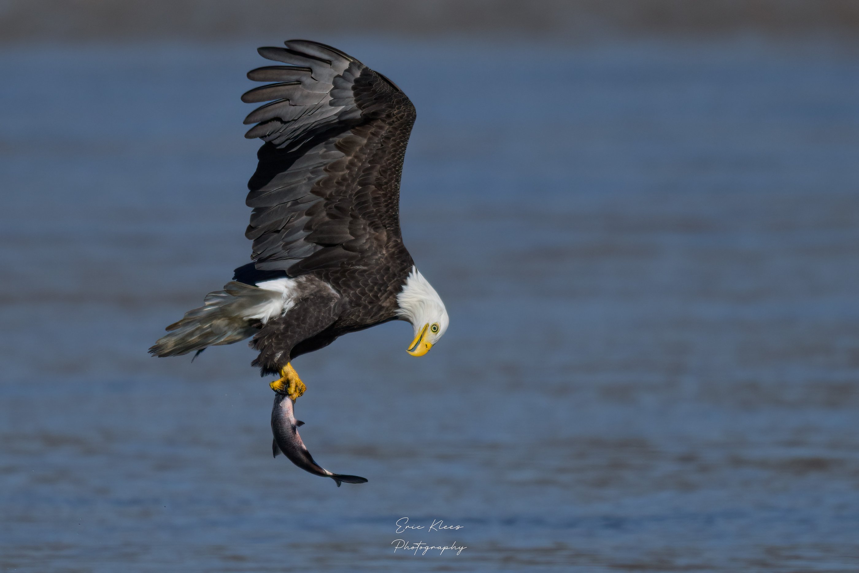 Bald Eagle 11-16-23 5e.jpg