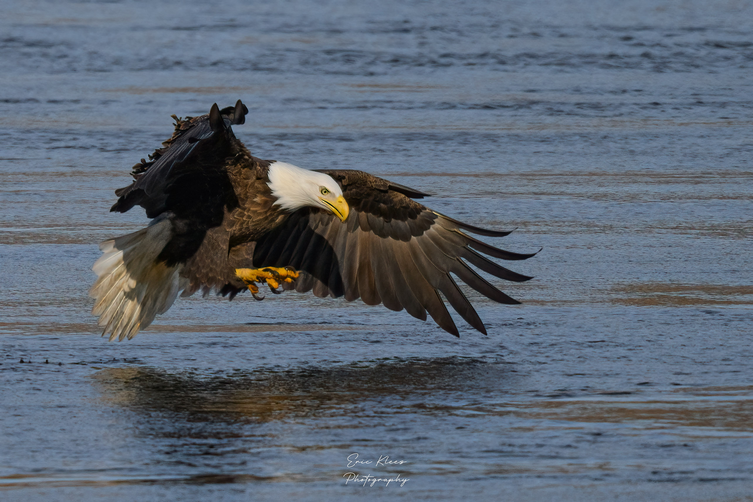 Bald Eagle 12-2-22 12.jpg