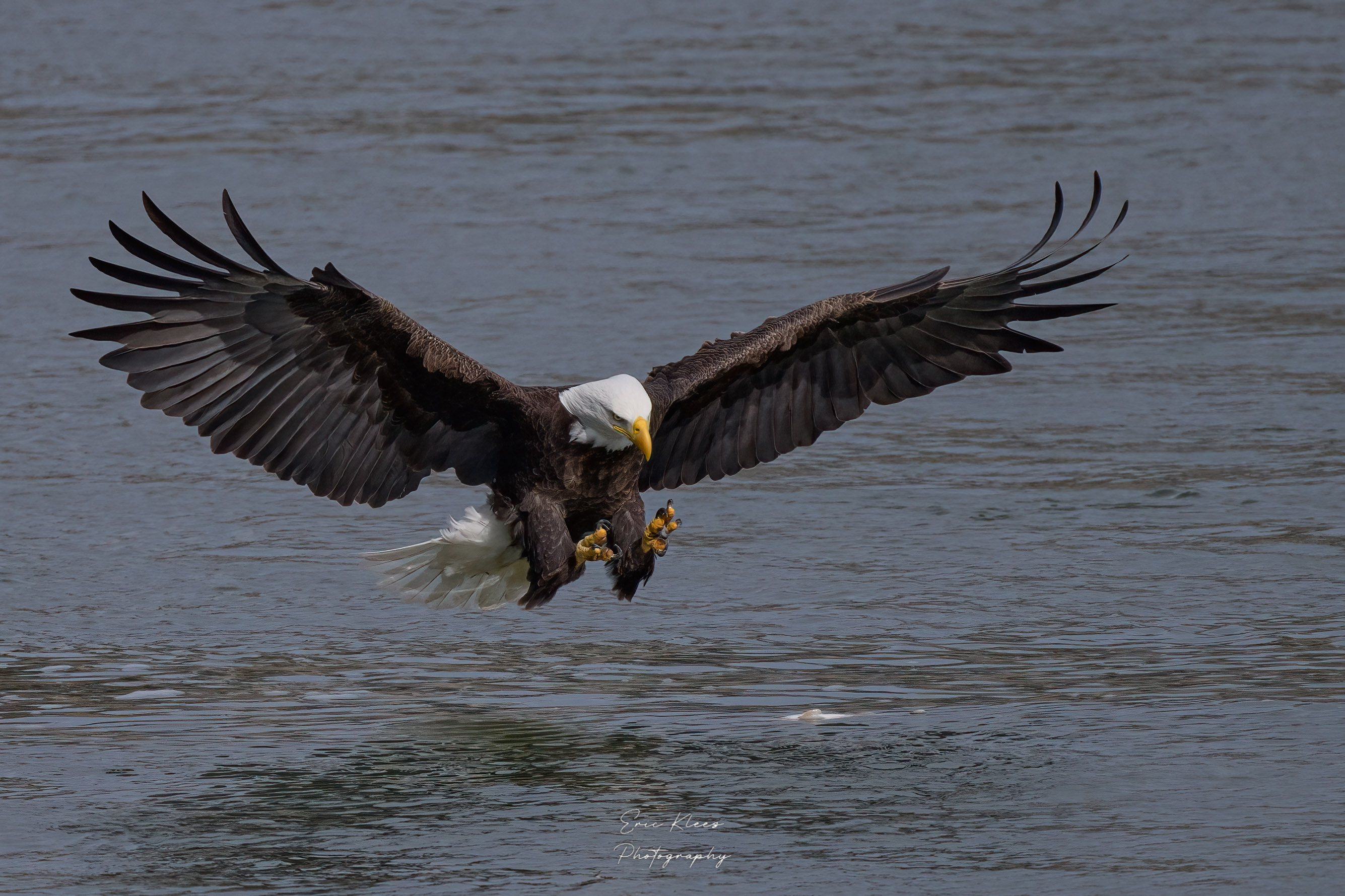 Bald Eagle 2-19-23 1.jpg