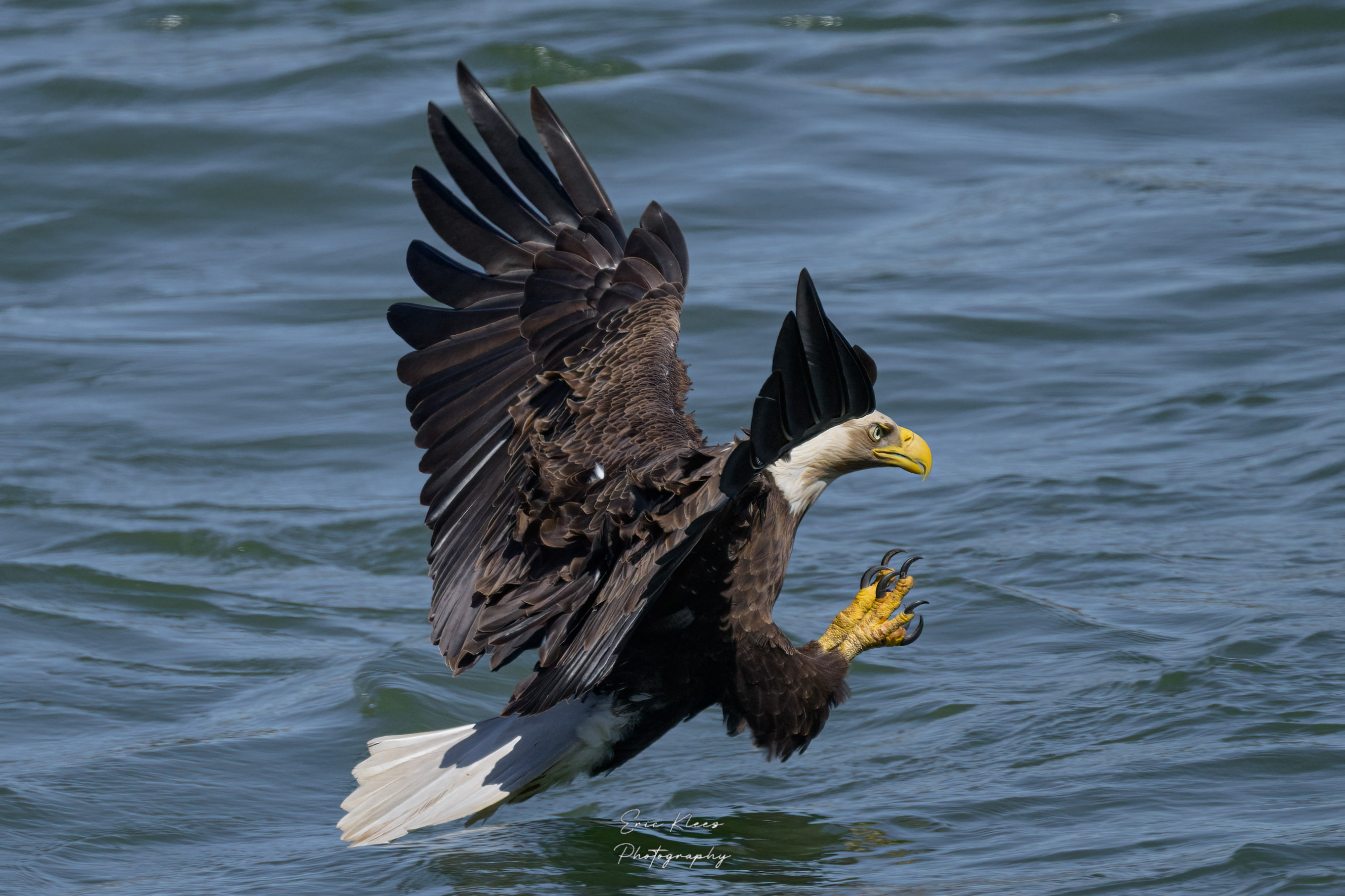 Bald Eagle 3-21-23 1c.jpg