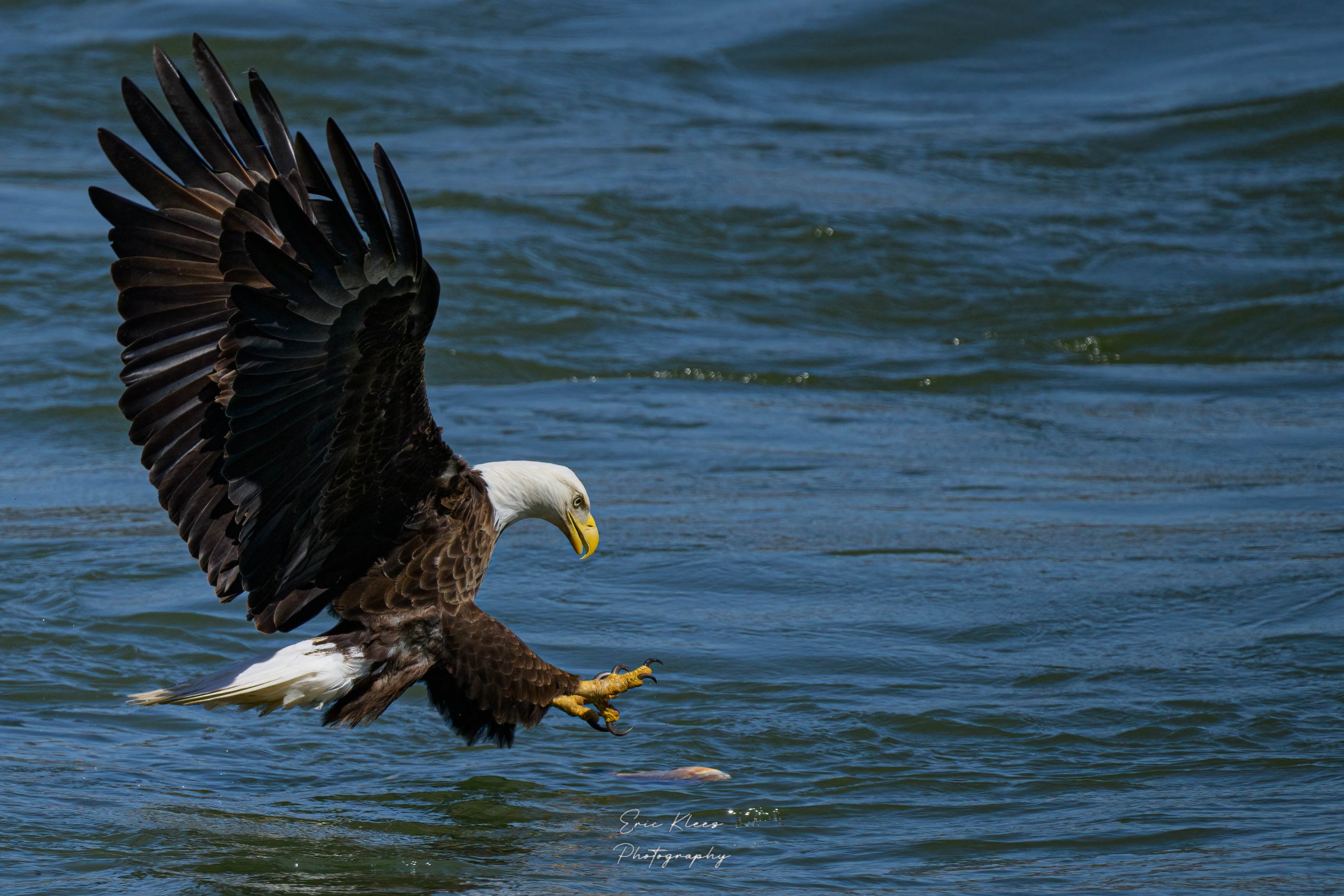 Bald Eagle 3-21-23 6a.jpg