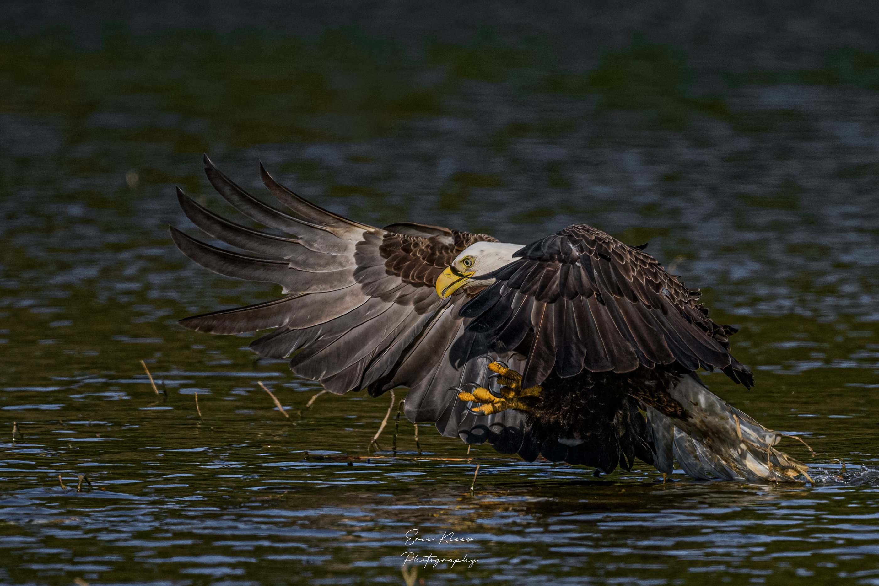 Bald Eagle 4-12-23 2dd.jpg