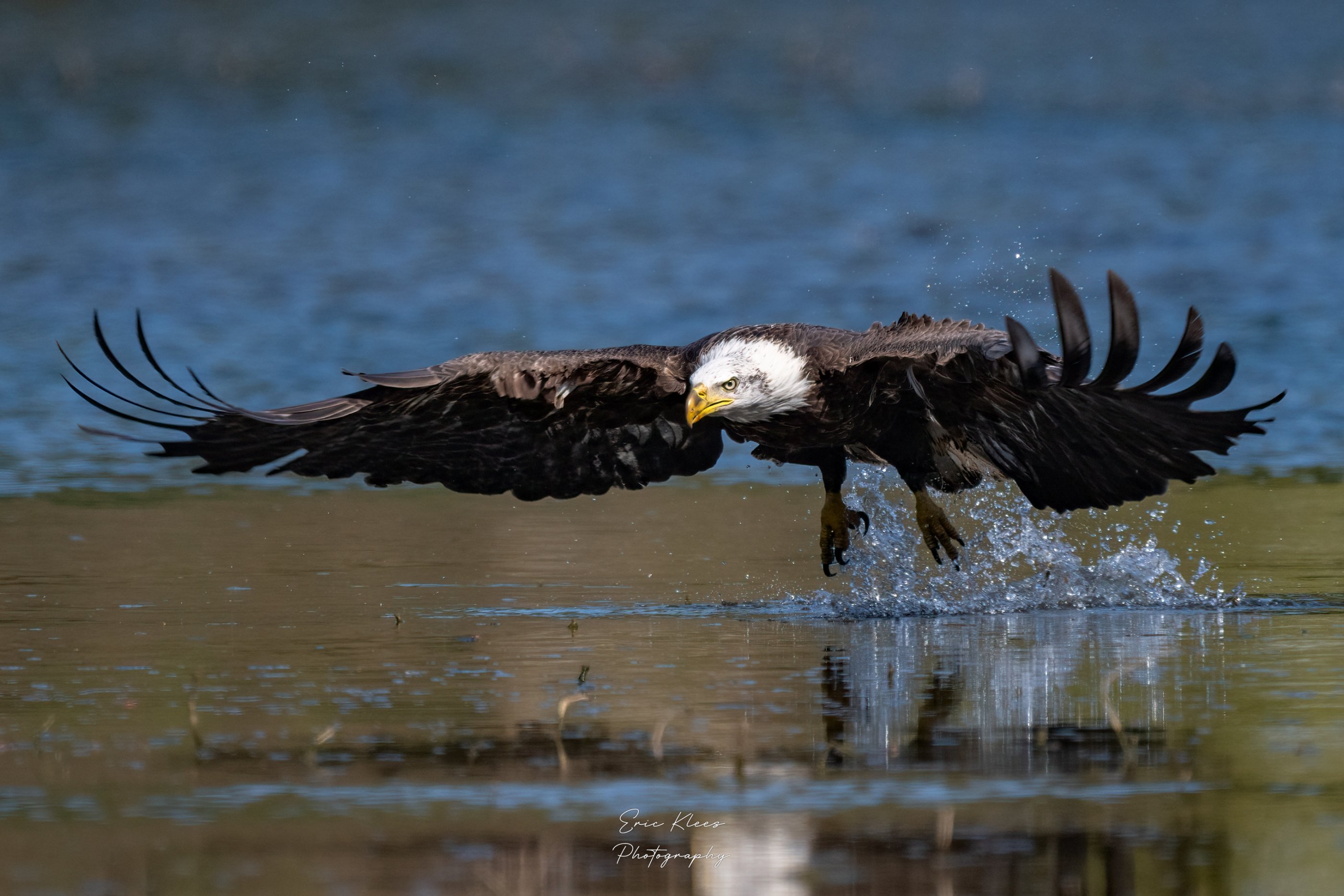 Bald Eagle 4-12-23 31.jpg