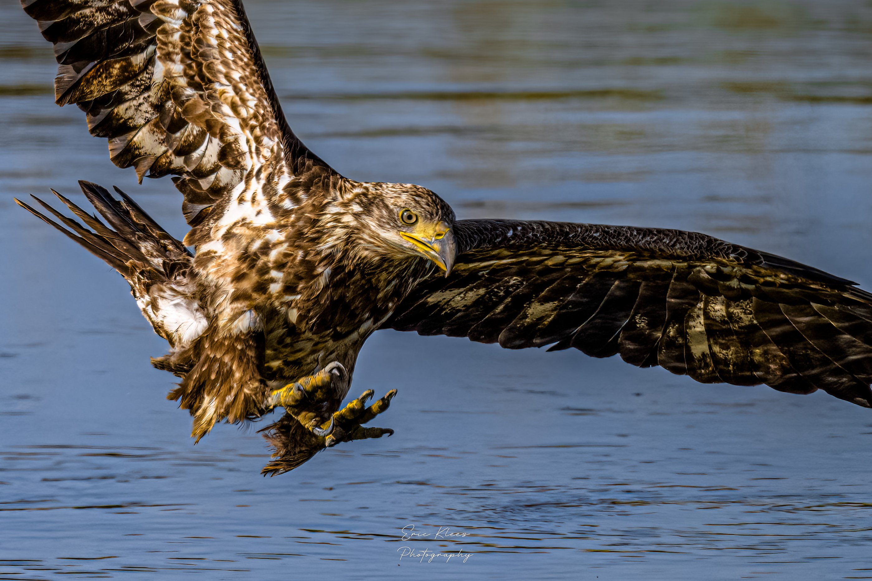 Bald Eagle 5-9-23 5ee.jpg