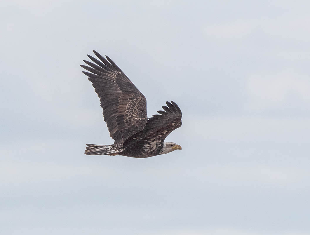 bald eagle 500_3066.jpg