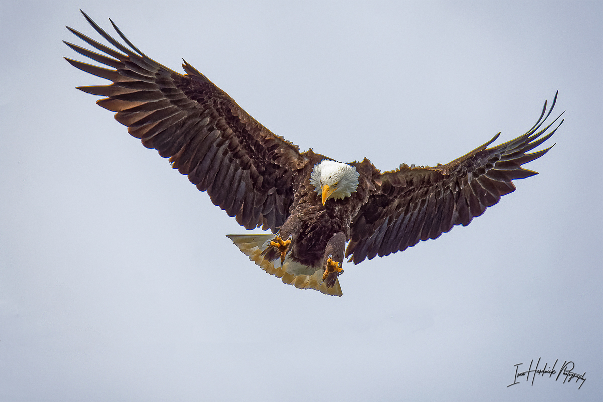 Bald Eagle 9.jpg