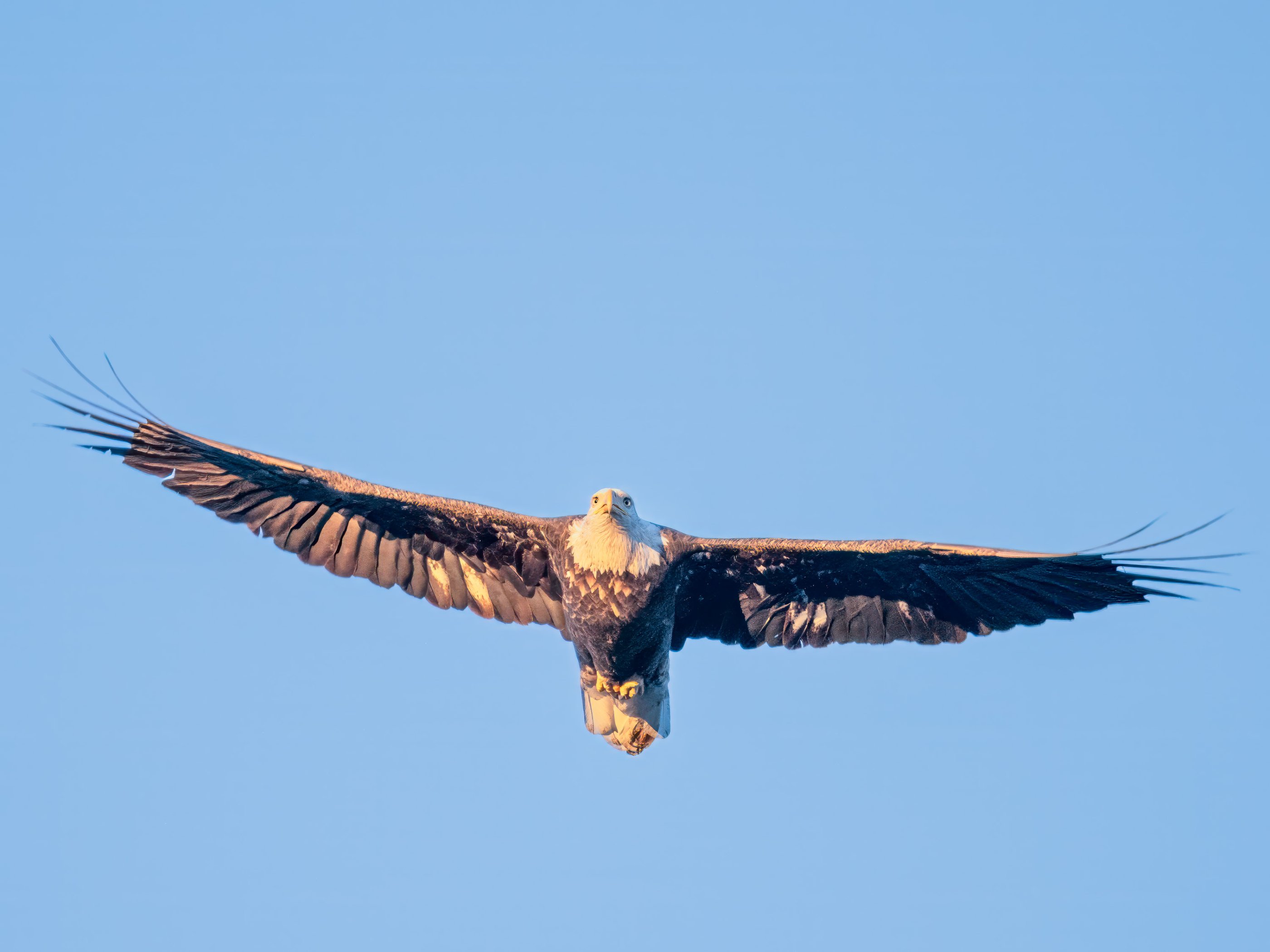 Bald Eagle BIF1.jpg