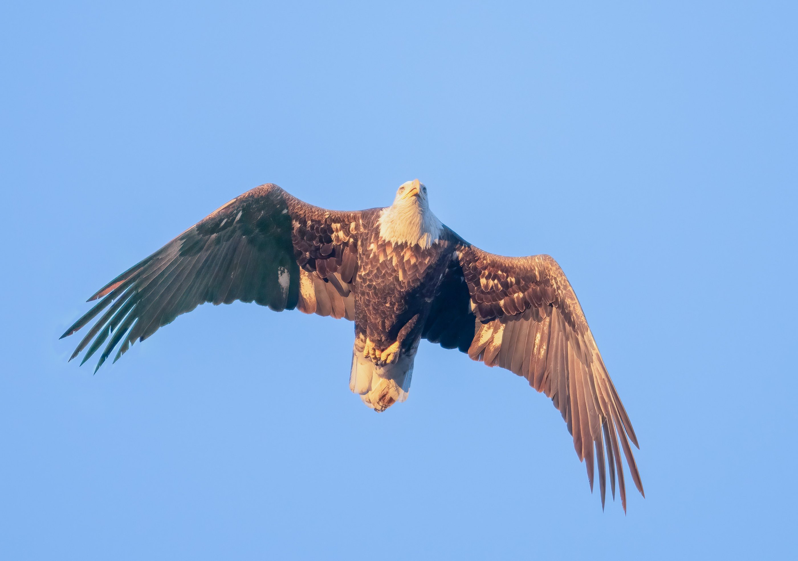 Bald Eagle BIF2.jpg