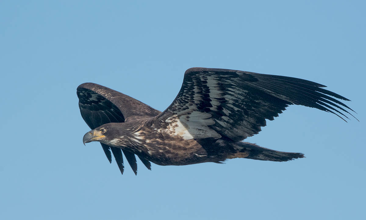 Bald Eagle  Bill Williams  500_070801142021.jpg