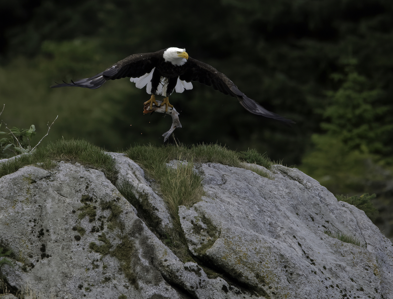 bald eagle catches a fish.jpg
