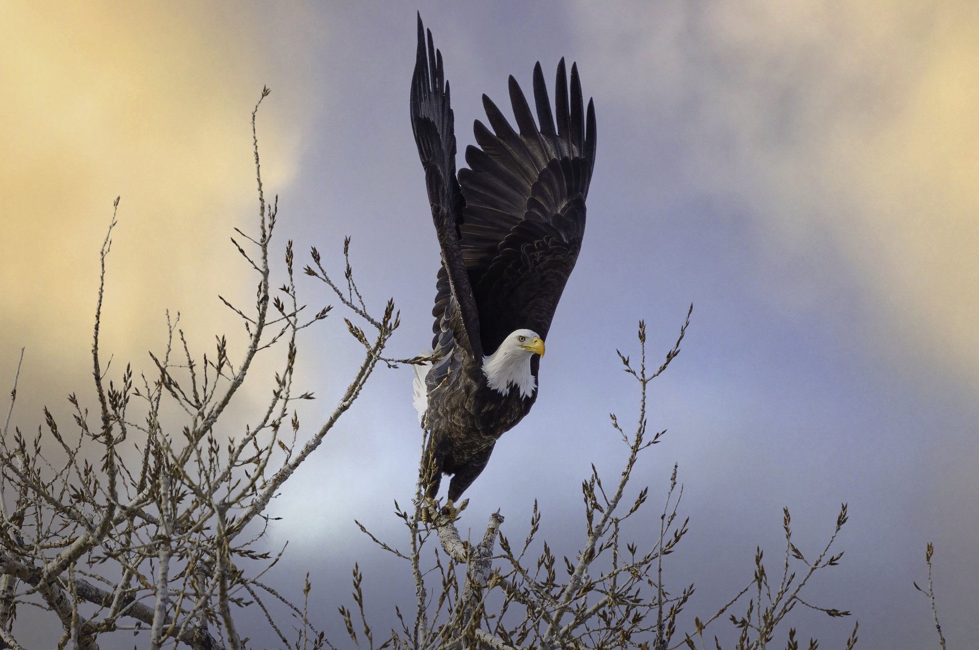 Bald eagle flight leap_.jpg