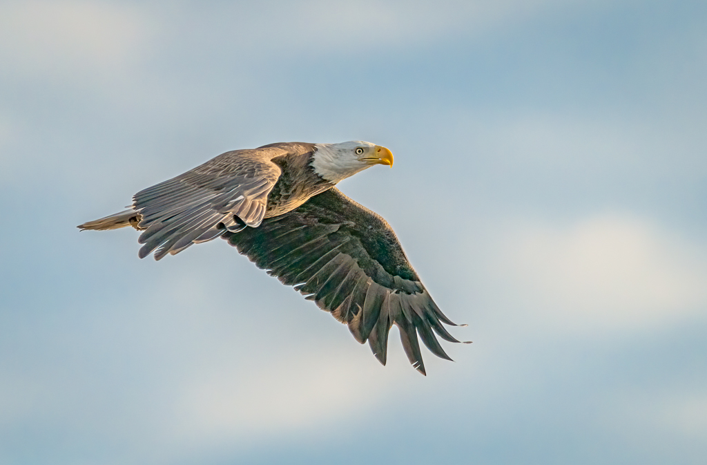 Bald Eagle in flight.jpg