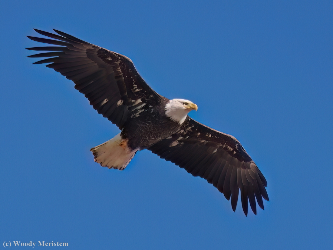 Bald Eagle.JPG