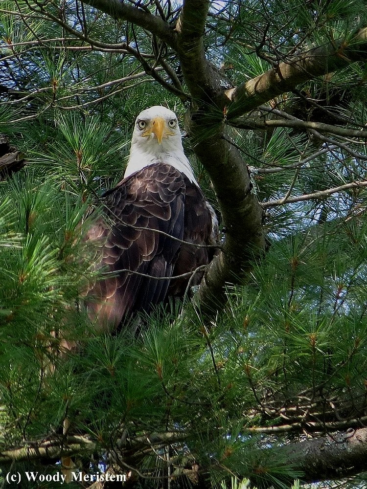 Bald Eagle.jpg