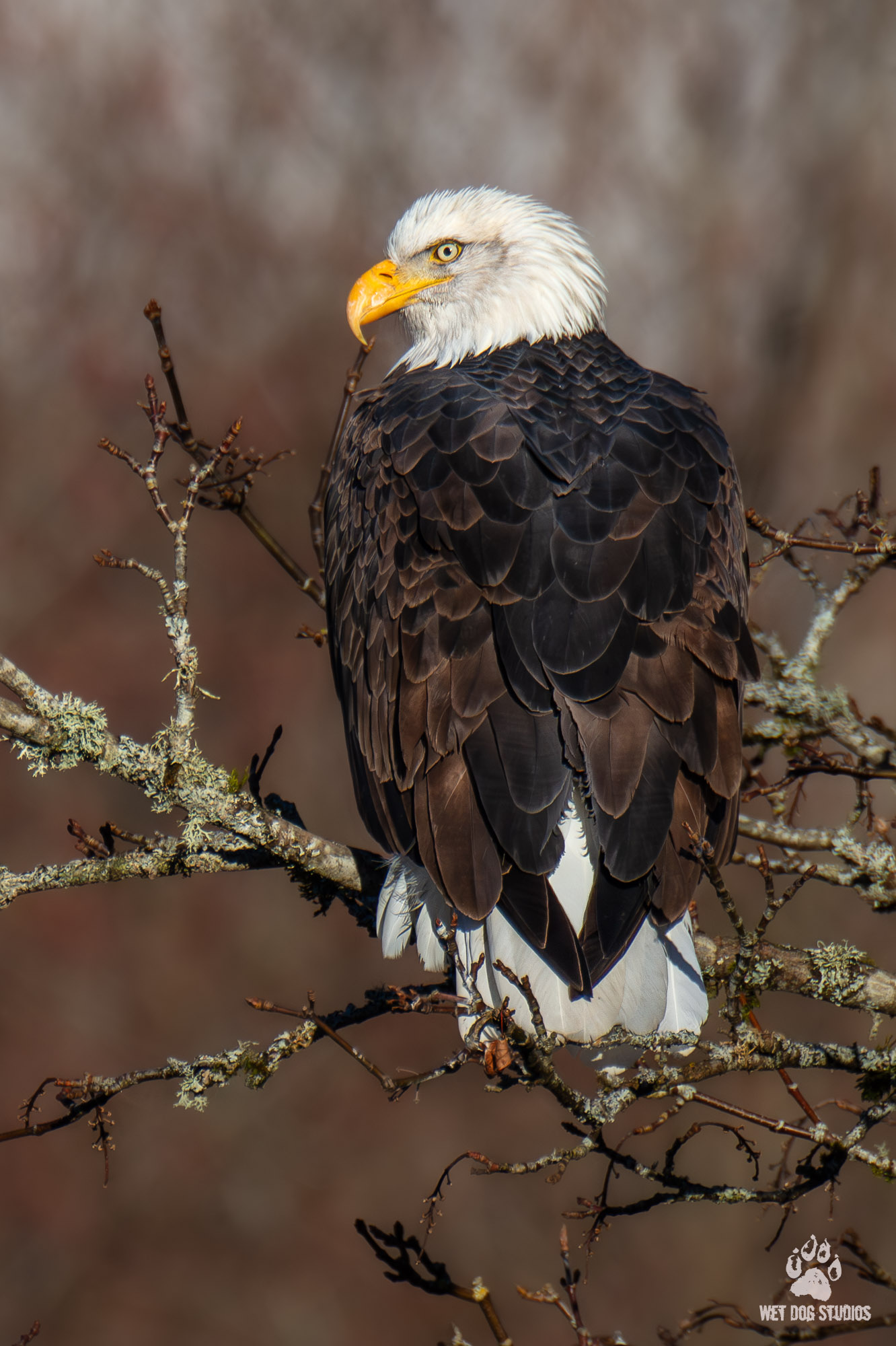 Bald Eagle Perched Nooksack River.jpg