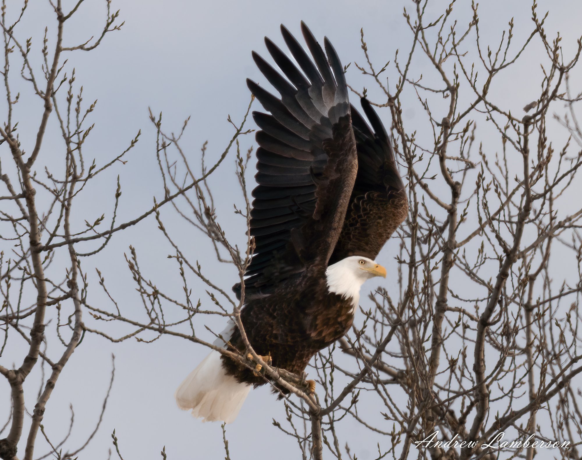 Bald Eagle ready for take off-.jpg
