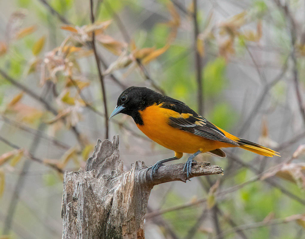 Baltimore Oriole  Tawas Point, MI  500_315705162019-denoise-low-light.jpg